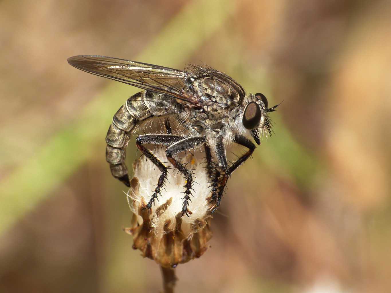 Femmina di Dasypogon diadema in deposizione